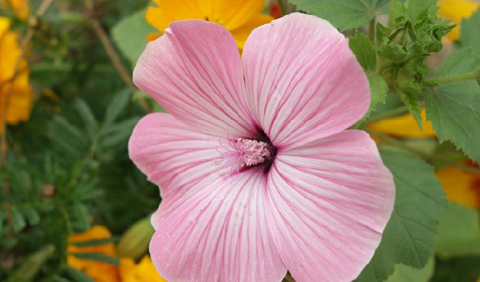  p>花葵属(学名:lavatera linn.