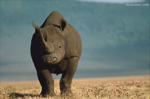 hook-lipped rhinoceros
