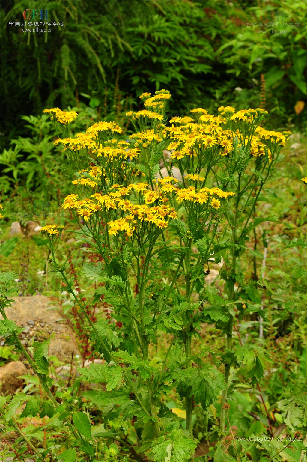 是菊科千里光属植物,多年生具茎叶草本,根状茎粗,径10-15毫米.