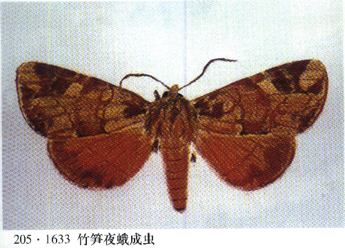  p>鳞翅目(lepidoptera),夜蛾科(noctuidae).