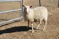 芬兰兰德瑞斯羊