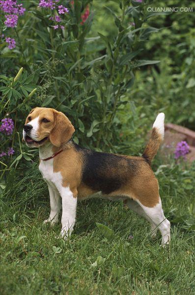  p>米格鲁猎兔犬又称为"比格犬",是世界名犬犬种之一,在分类上属于