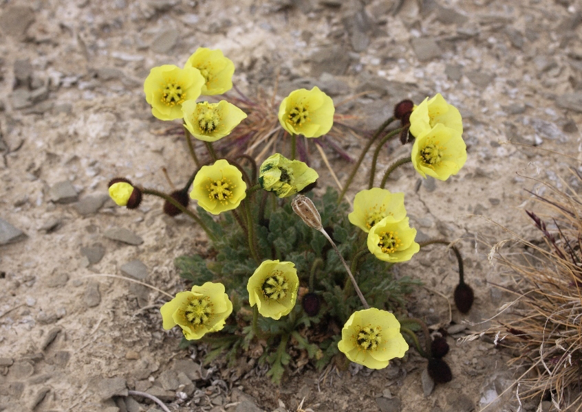 北极罂粟指名亚种