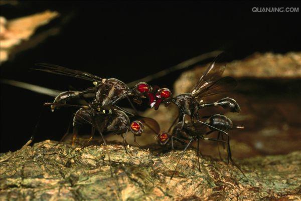  p data-id="gnx1qse3fg">果蝇(drosophilid或drosophilid fly,有时也