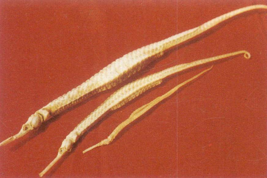  p data-id="go0einhgf4">海龙鱼科(syngnathi