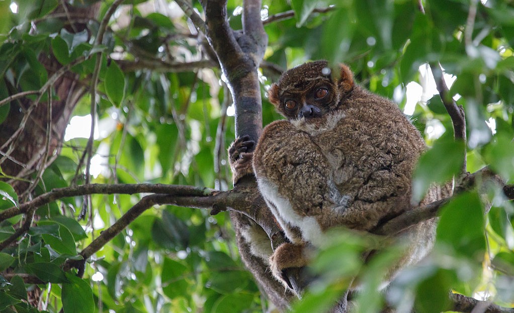gmelins woolly lemur
