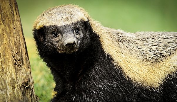 lemmaid="1591030">鼬科 /a> a target="_blank" href="/item/蜜獾属