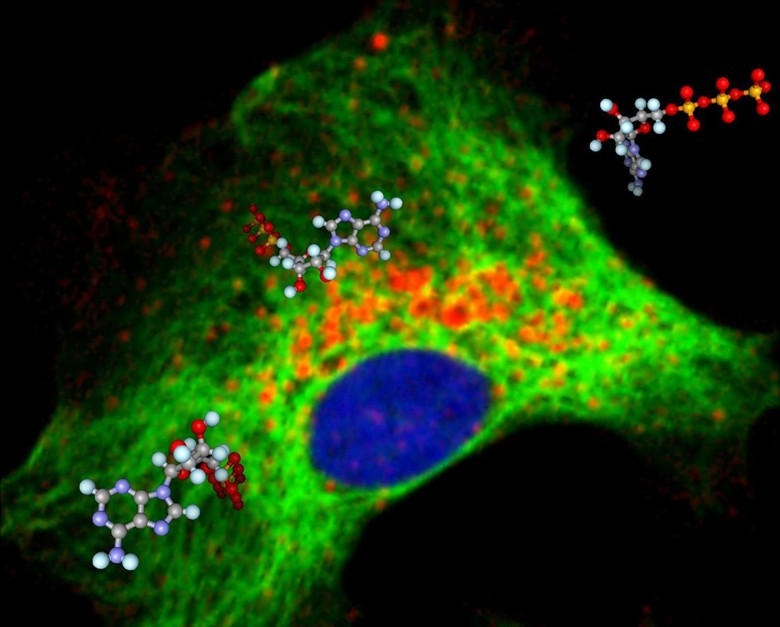  p>酶(enzyme)是由活细胞产生的,对其底物具有高度特异性和高度催化