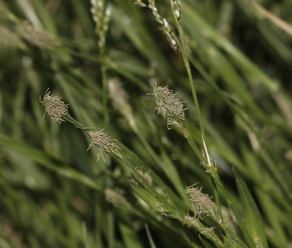  p>涝峪薹草(学名: i>carex giraldiana /i> kukenth.