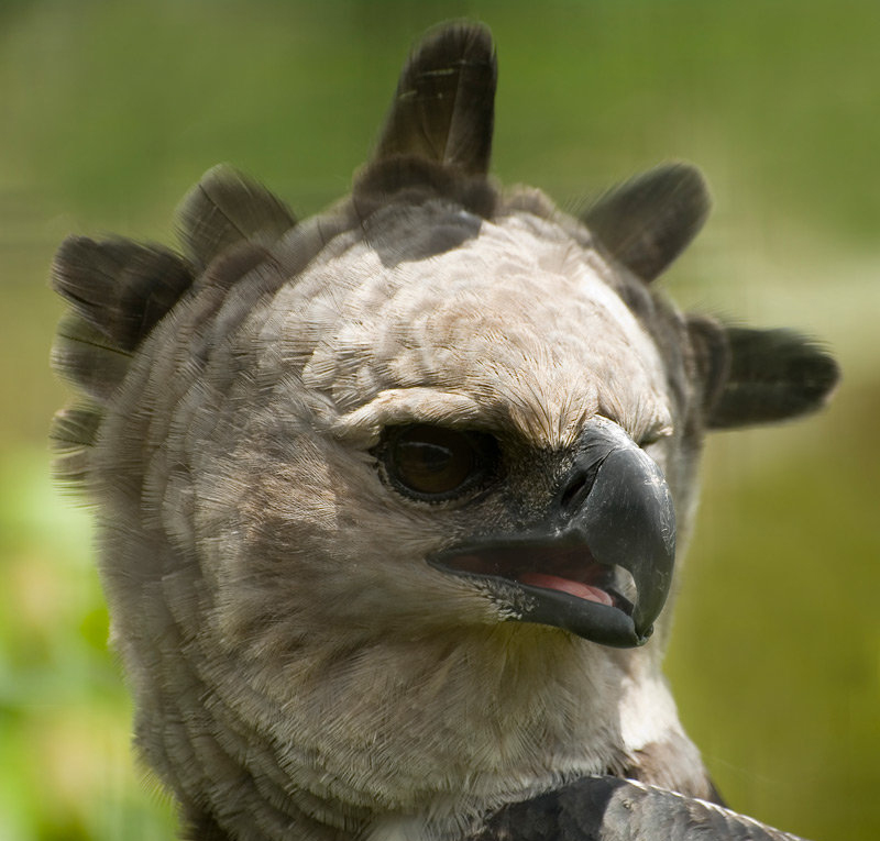 american harpy eagle