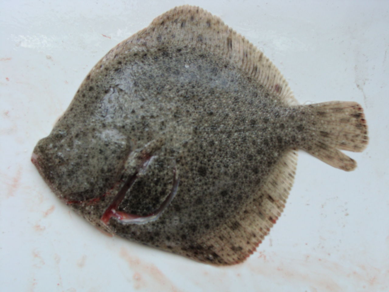 1858), a href="#">鲽形目 /a> a href="#">牙鲆科 /a>的一属鱼类