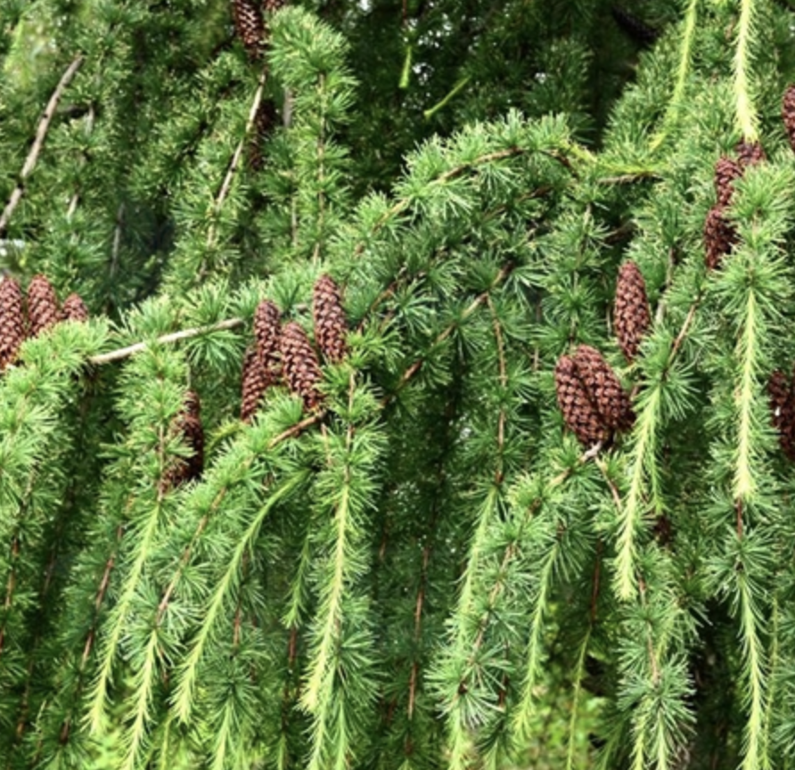 是松科,落叶松属落叶乔木.