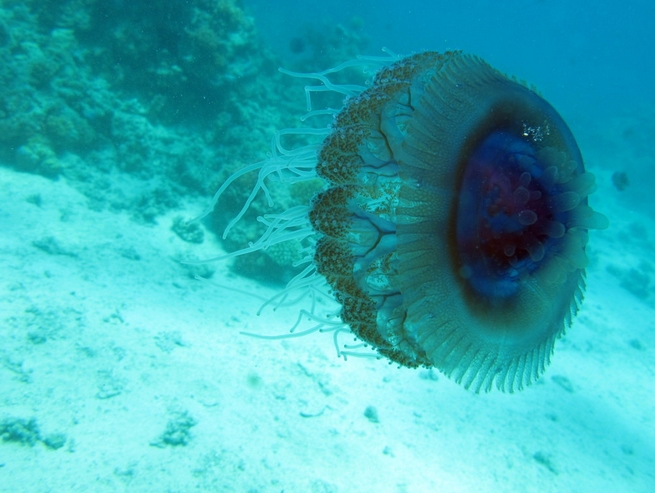  p>皇冠水母(学名: i>cephea cephea /i> ):是一种巨大的 a target="