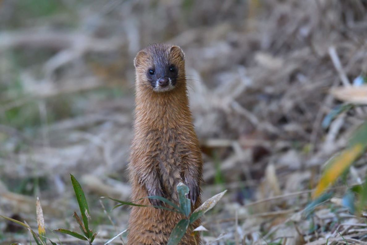  p>日本鼬(学名: i>mustela itatsi /i>):是哺乳纲,鼬科的一种 a href