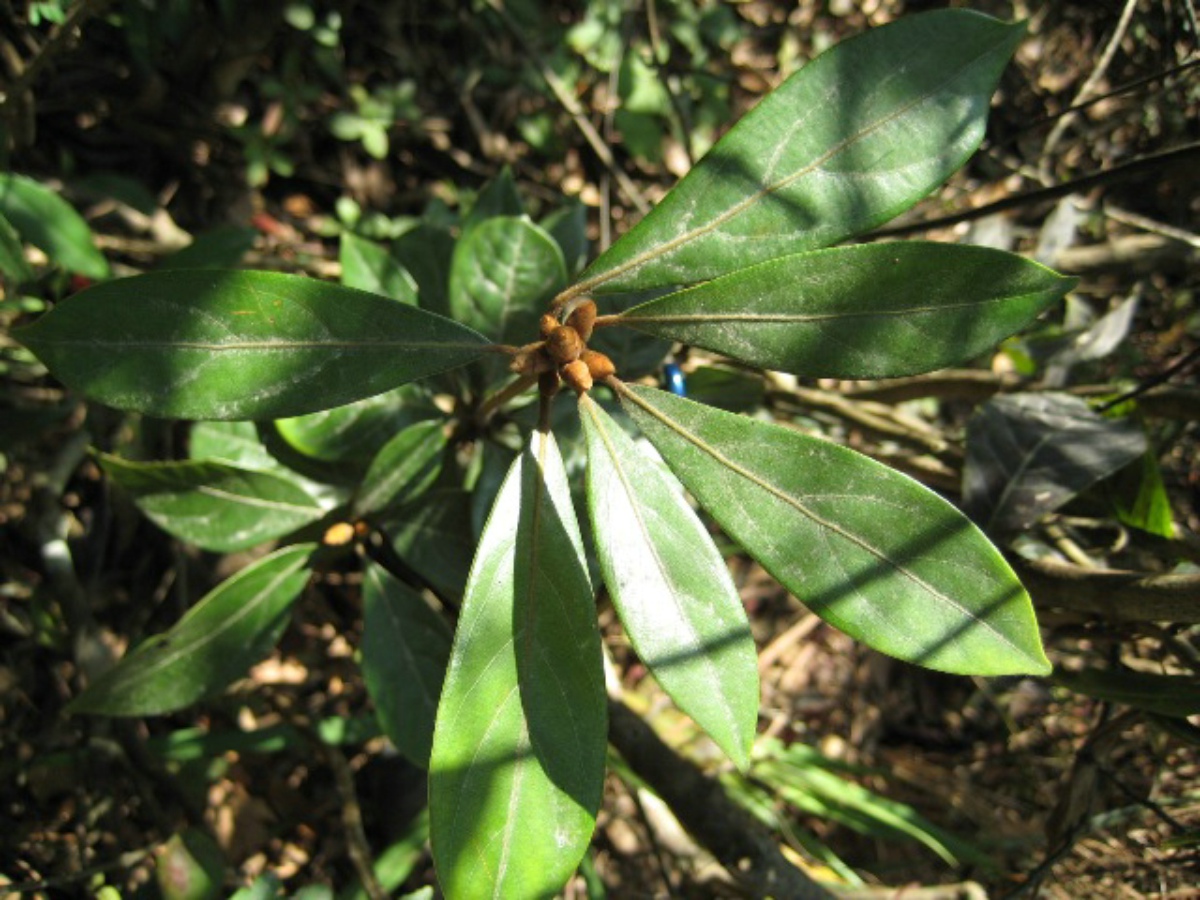  p>多痕密花树( a href="#" data-lemmaid="8074290">学名 /a>:euar