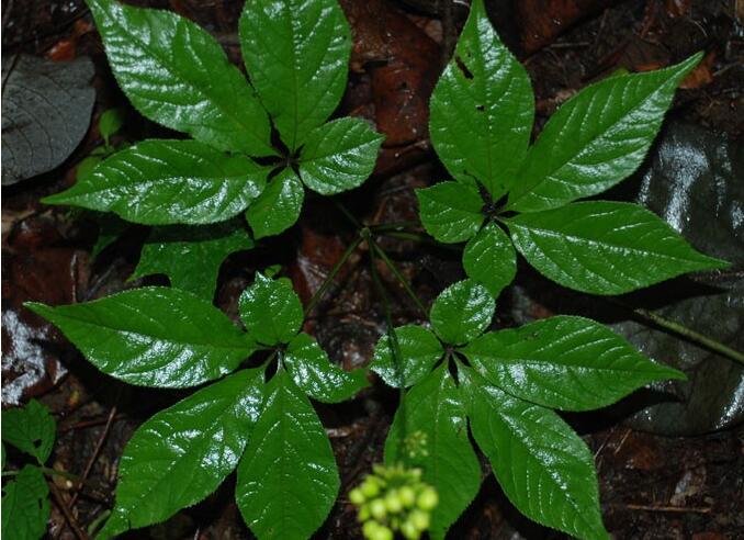  p>盘叶掌叶树为 a target="_blank" href="