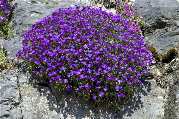  p>芥菜(学名: i>brassica juncea /i>   (l.) czern. et coss.