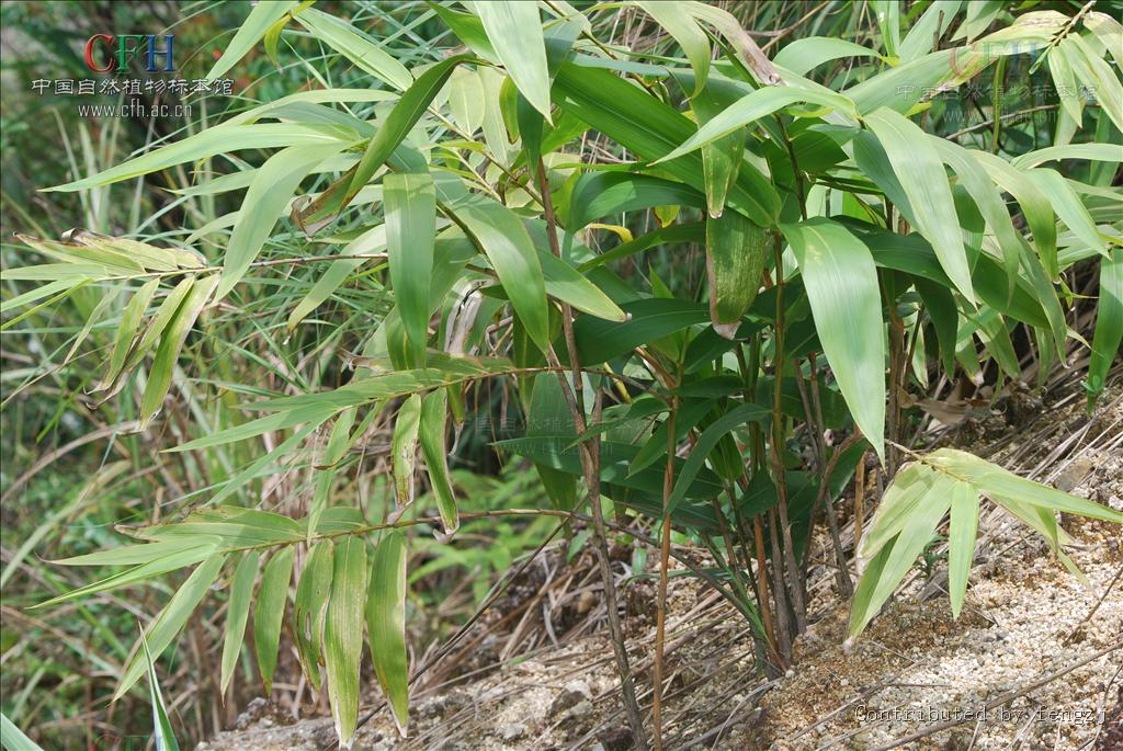 indocalamus /b>  b>sinicus /b> (hance) nakai)是禾本科,箬竹属植物