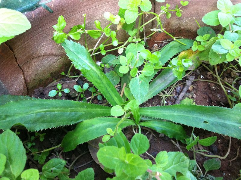  p>刺芹(学名: i>eryngium foetidum /i> l.)是伞形科刺芹属植物.