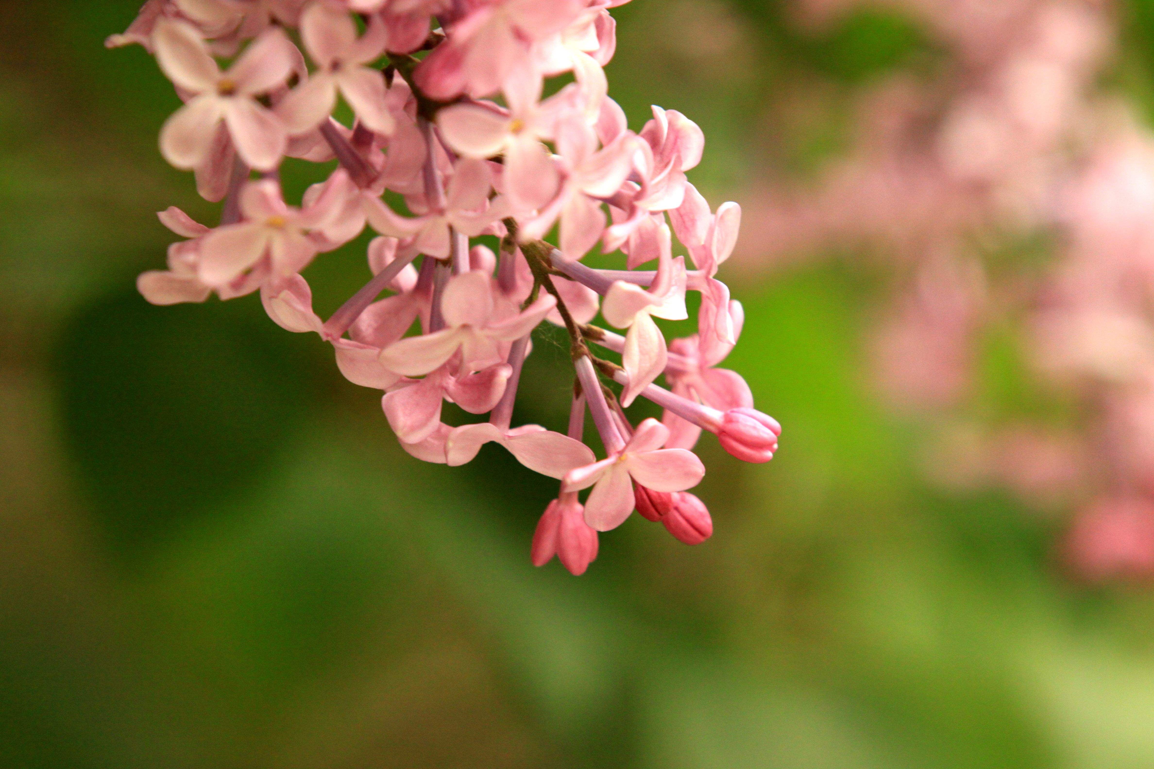  p>红丁香(学名: i>syringa villosa /i> vahl)是木犀科,丁香属 a