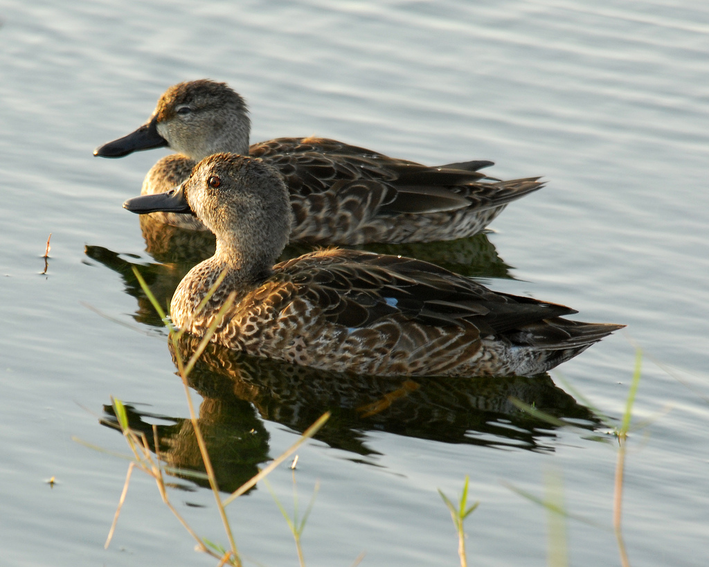  p>蓝翅鸭(学名:anas discors)是雁形目,鸭科的 a href="#" data