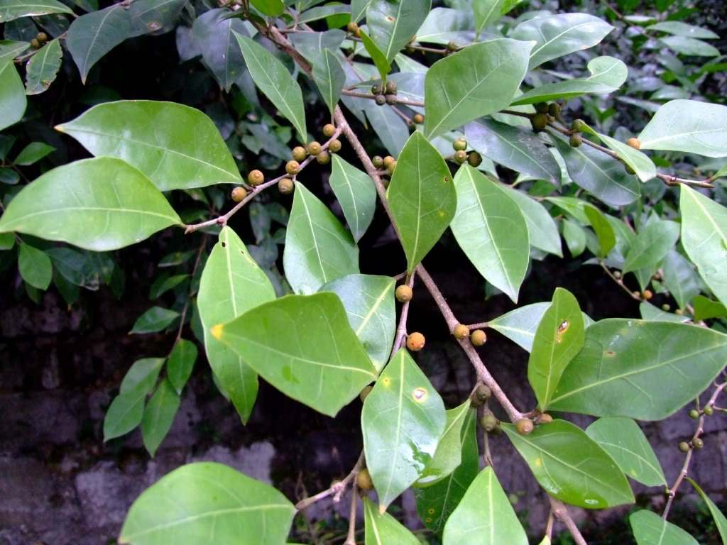  p> b>假斜叶榕 /b>(学名: i>ficus subulata /i>)为桑科榕属的植物.