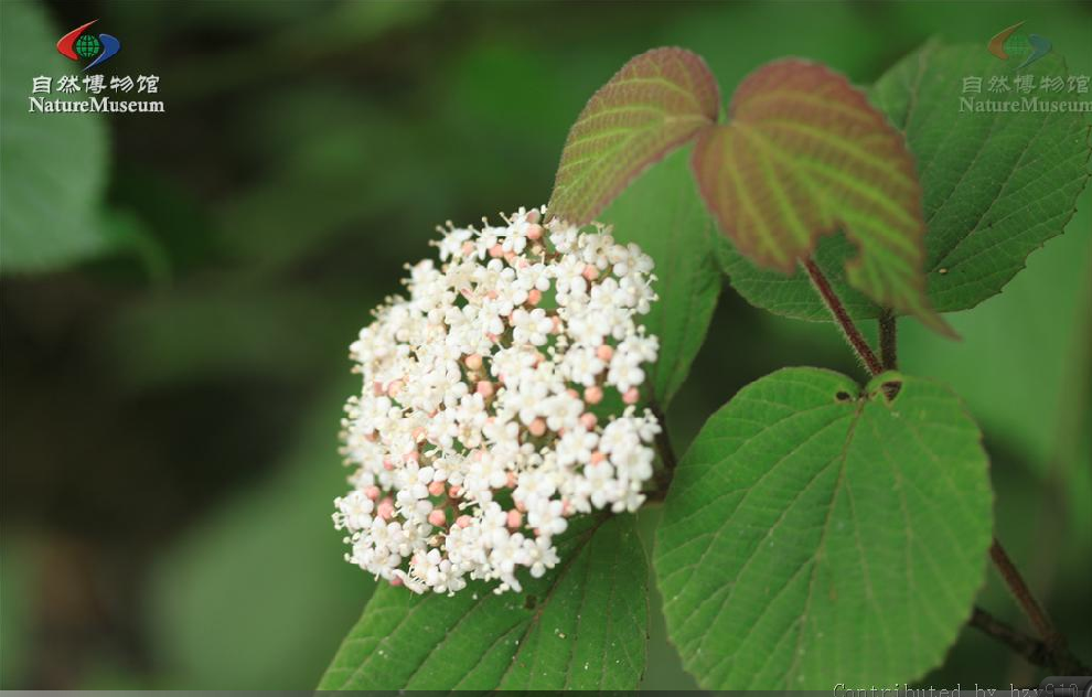 hsu)为 a href="#">五福花科 /a> a href="#">荚蒾属 /a>下的一个