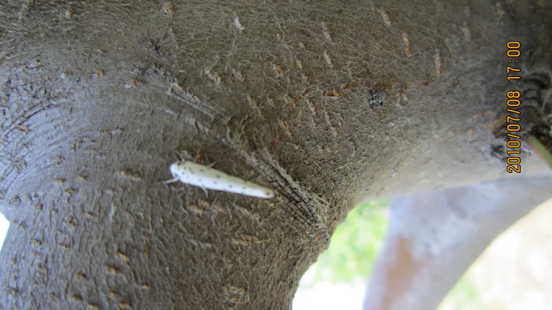 href="/item/苹果蠧蛾">苹果蠧蛾 /a>, i>cydia pomonella /i>,鳞翅目