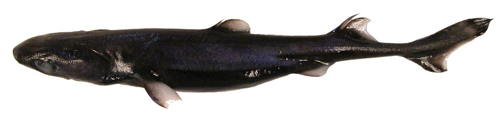  p>小乌鲨(学名: i>etmopterus pusillus /i>)是角鲨科,乌鲨属的一种