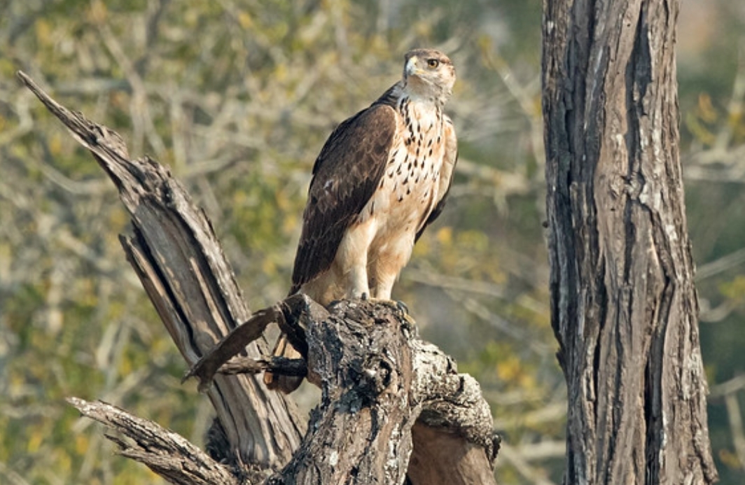  p>非洲雕(学名: i>aquila spilogaster /i>):是鹰科,雕属的猛禽.