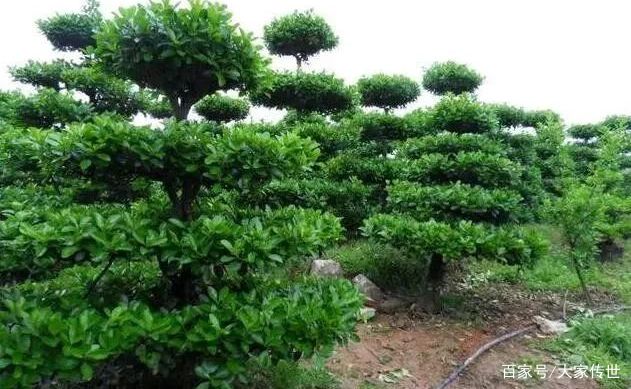 百毒不侵镇恶避邪——黄杨木雕_百科TA说