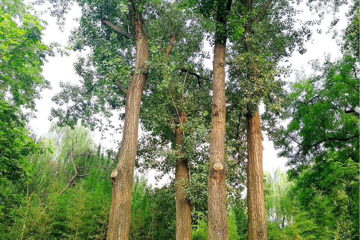 美洲黑杨nlm10-42