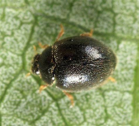 黑囊食螨瓢虫
