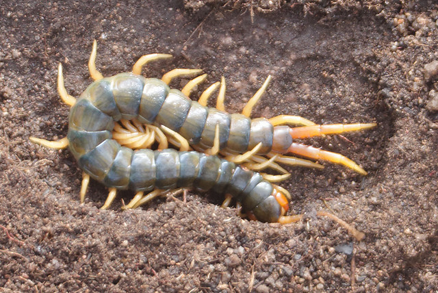  p>多棘蜈蚣是指一种蜈蚣科动物.