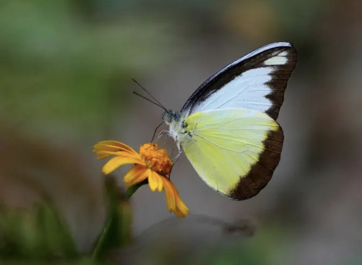灵奇尖粉蝶海南亚种