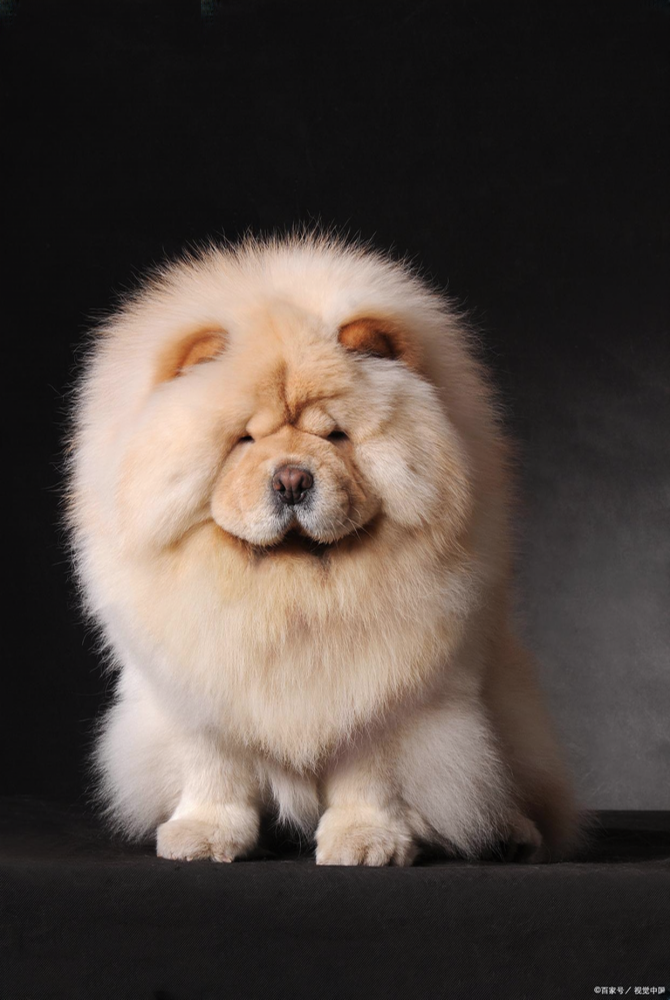 松狮犬（以独特蓝舌和环状领著称的中国犬种（犬科犬属动物））_百度百科