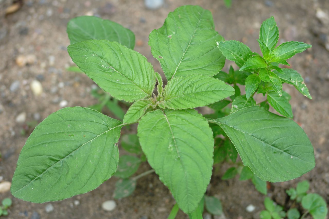 野苋菜（苋科苋属植物）_百度百科