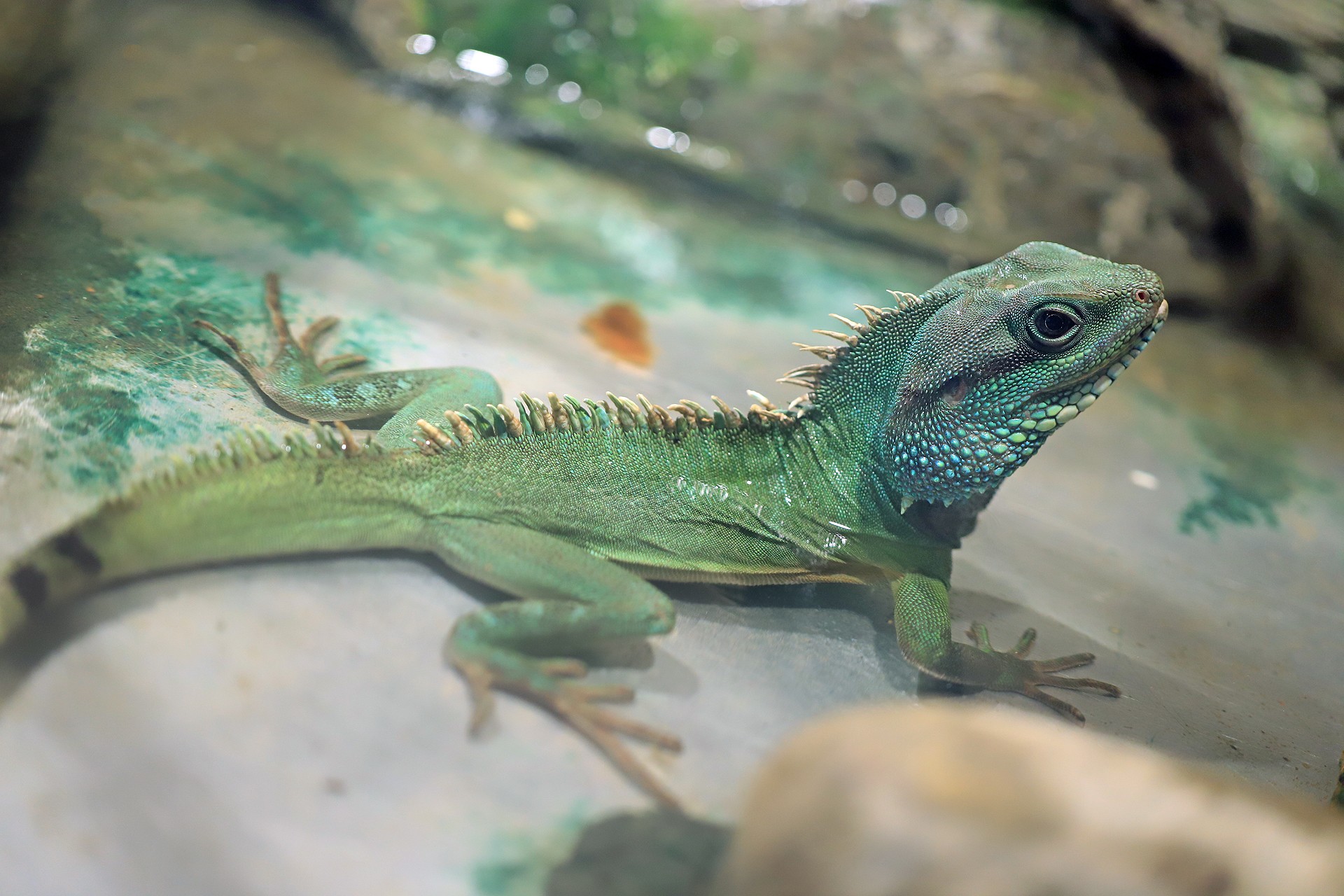  i>physignathus cocincinus /i>)是鬣蜥科,长鬣蜥属爬行动物