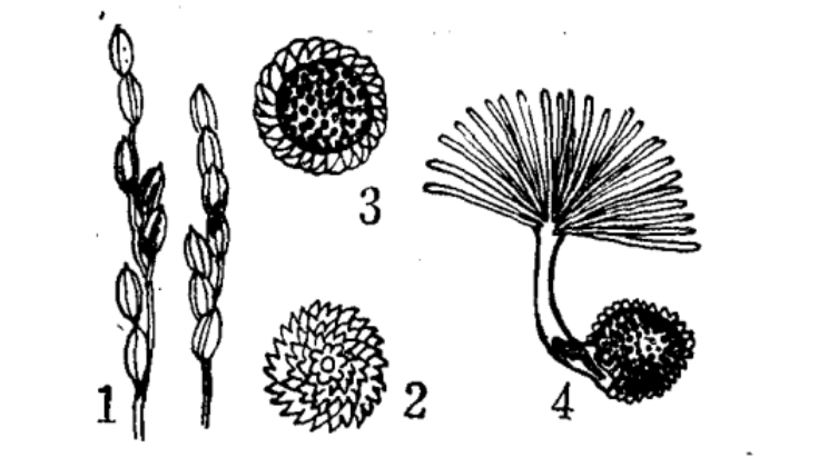  p data-id="gnaw95lpea">水稻粒黑粉病是由狼尾草腥黑粉菌引起的