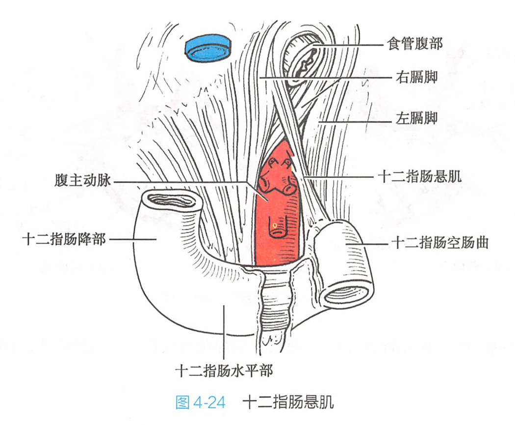 十二指肠