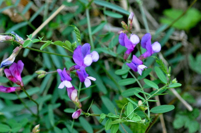  p>大花野豌豆(学名: i>vicia bungei /i> ohwi)是豆科,野豌豆属一二