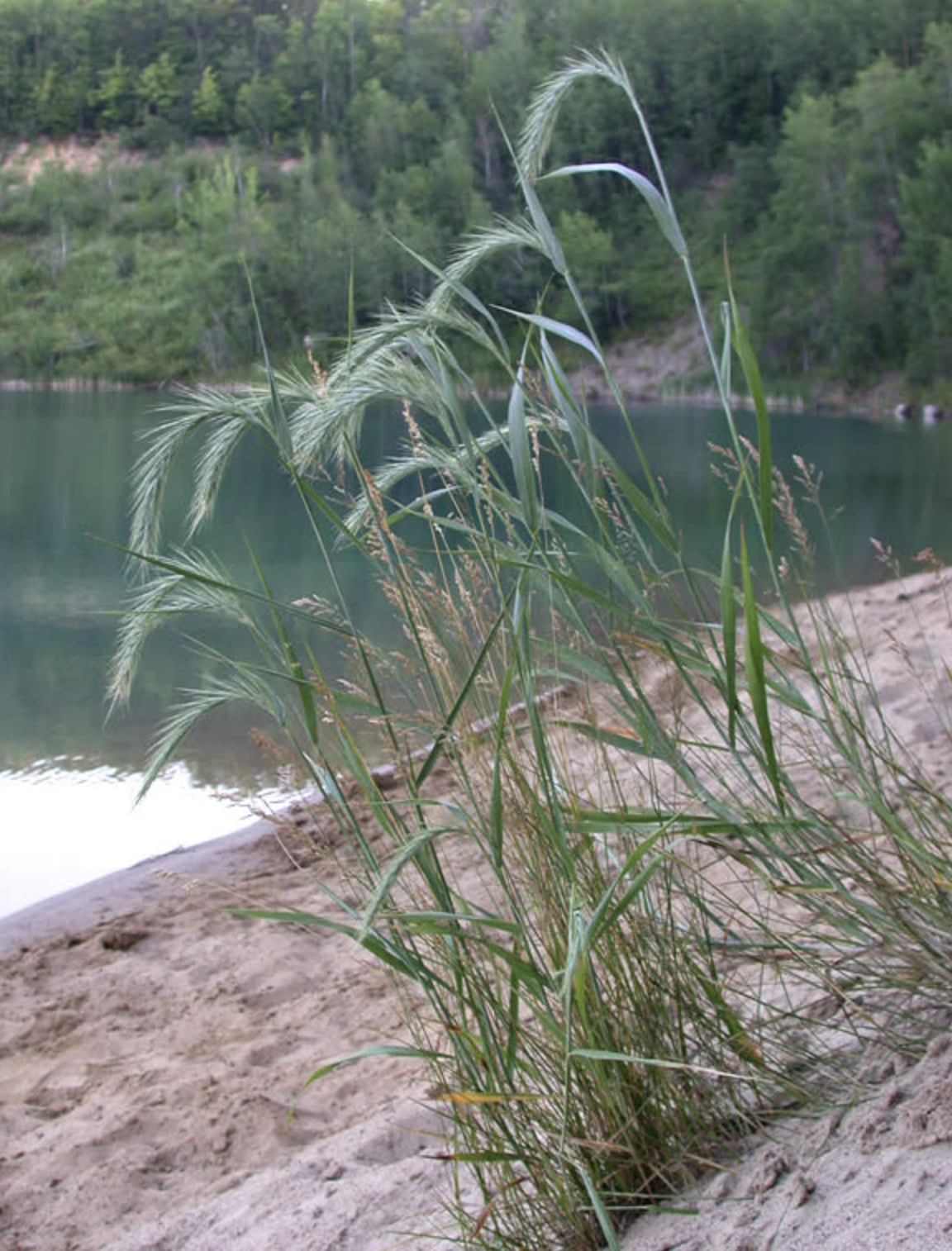  p>加拿大披碱草(学名: i>elymus canadensis /i> l.