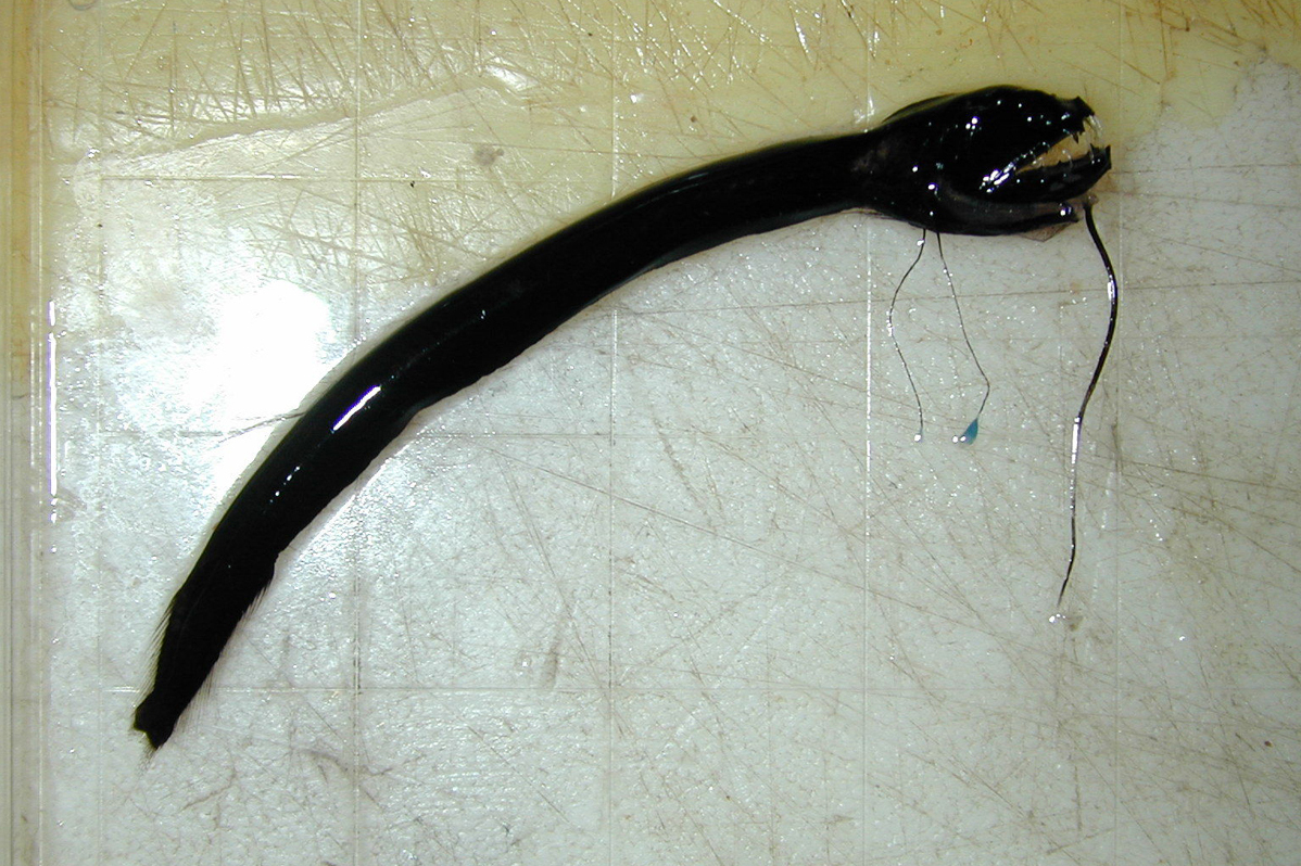 波氏鞭须巨口鱼