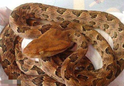 为蝰科原矛头蝮属的爬行动物,俗名烙铁头,笋壳班等,老鼠蛇和恶乌子等