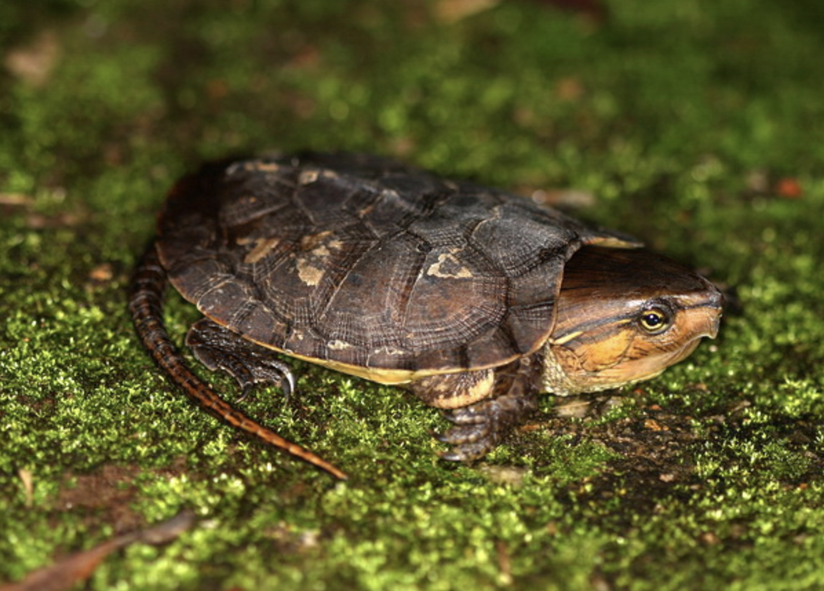  p>平胸龟 (学名: i>platysternon megacephalum /i>)是平胸龟科,平胸