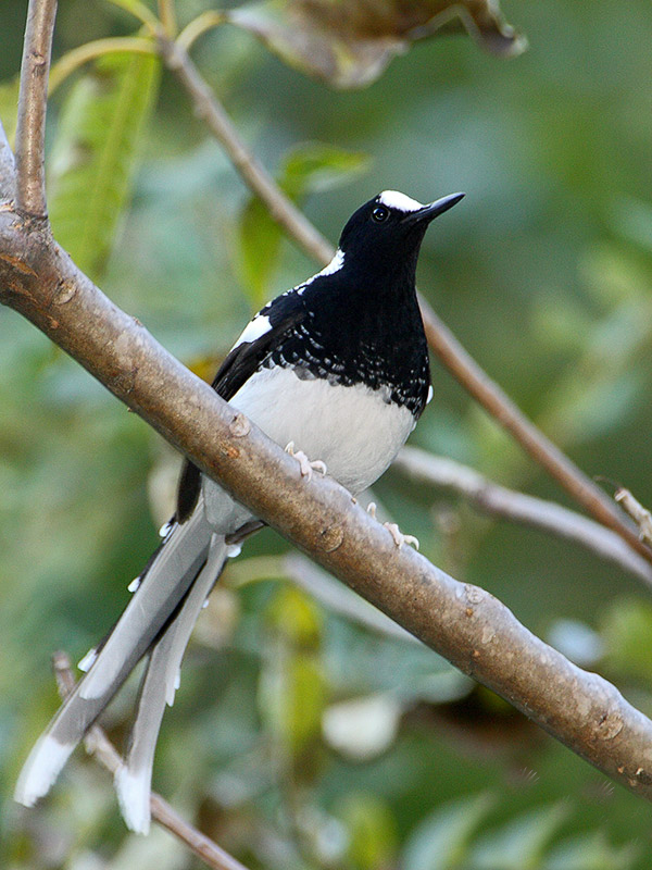  p>斑背燕尾(学名: i>enicurus maculatus /i>)是鹟科,燕尾属中型鸟类