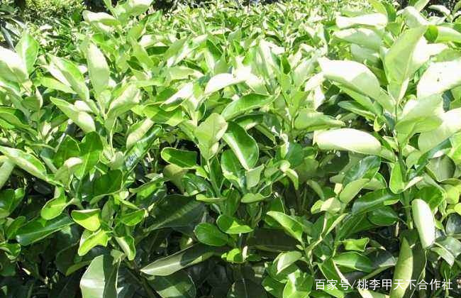 从选地到幼苗管理教你怎么种柚子 百科ta说