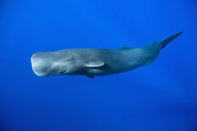 "gnsri8uhx6">抹香鲸(学名: i>physeter macrocephalus /i>):头部巨大