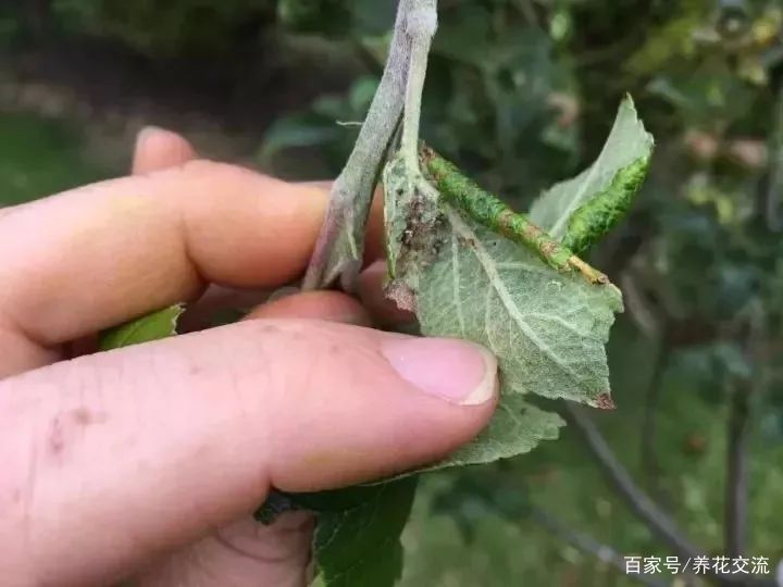 养盆栽植物最常见的几种虫害 教你正确的处理方法 让害虫远离 百科ta说