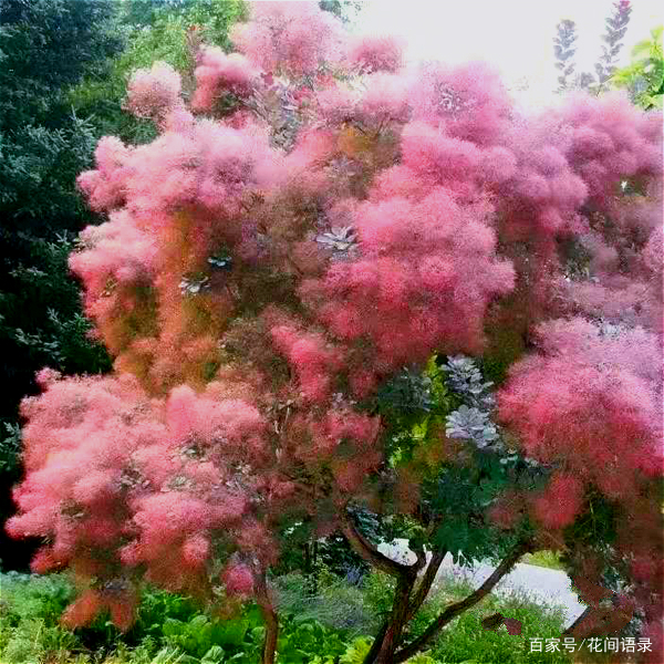 有种花叫“雾花”，开花如烟似梦，美丽又梦幻_百科TA说
